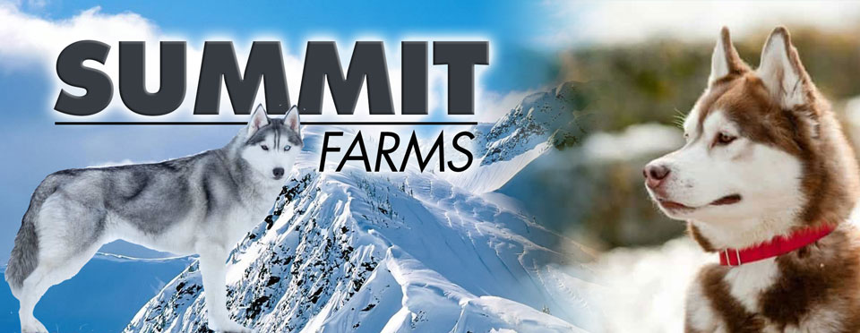 Alaskan Dog Rescue Banner